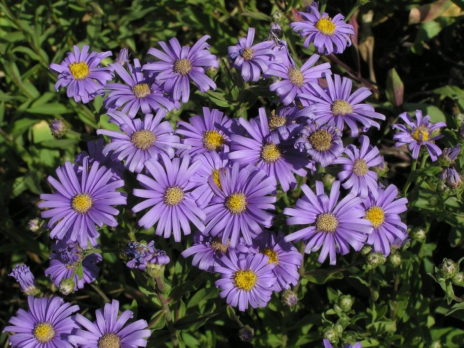 Астра итальянская (Aster amellus)