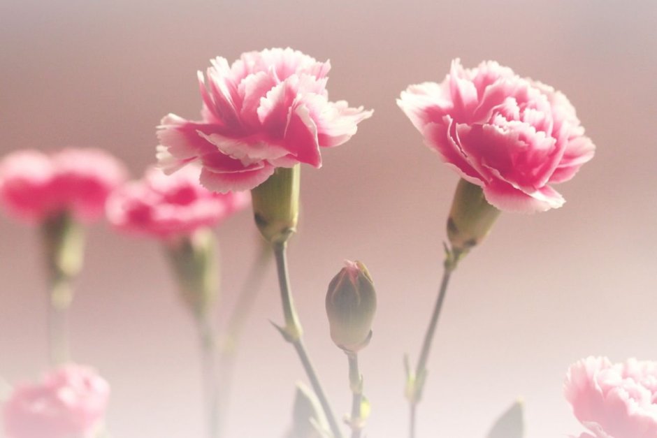 Гвоздики цветы розовые