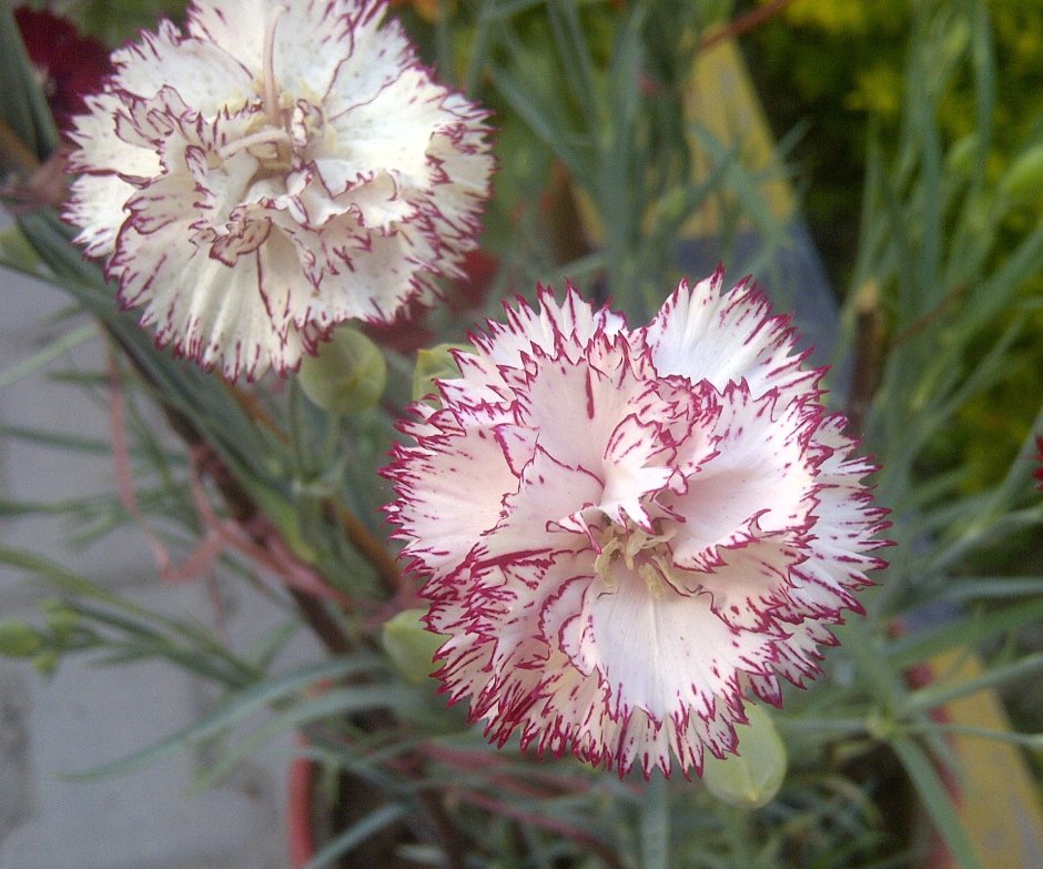 Садовая гвоздика (Dianthus caryophyllus)