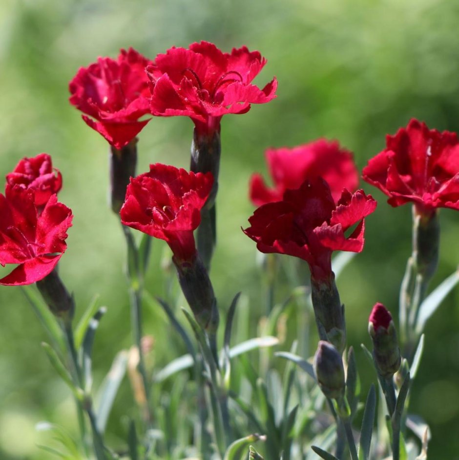 Dianthus gratianopolitanus 'Rubin'