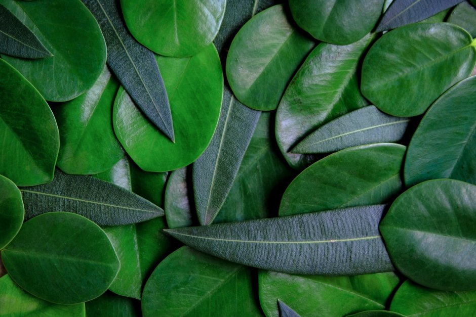 Фикус с зелеными листьями