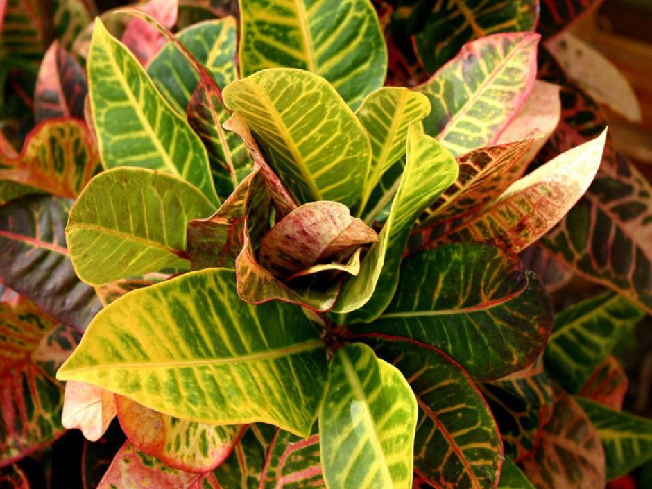 Фикус с цветными листьями