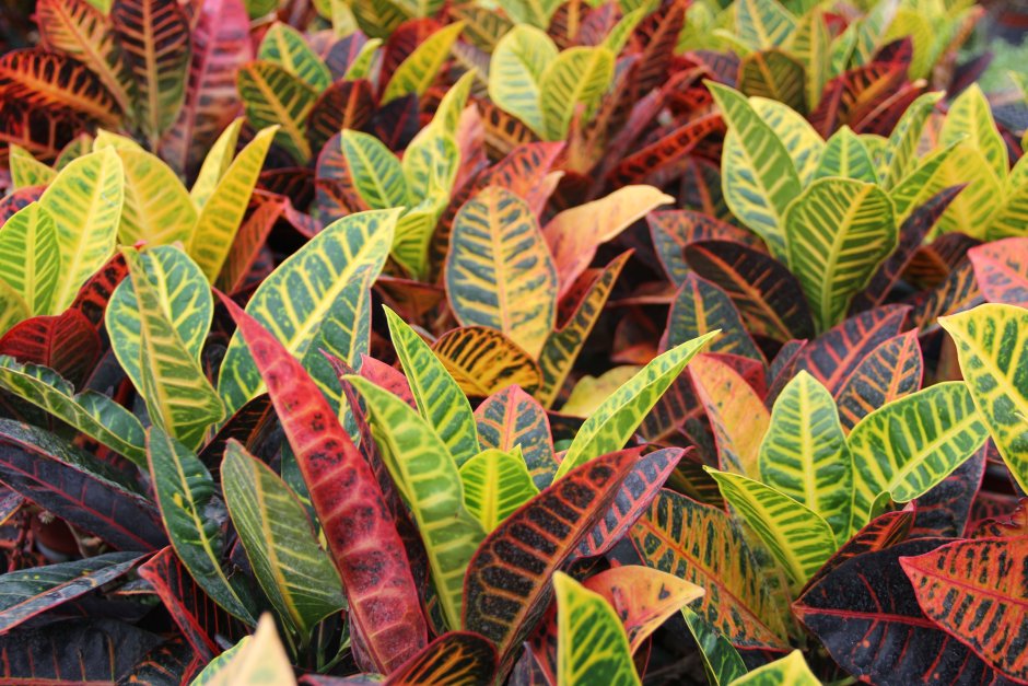 Комнатное растение с разноцветными листьями