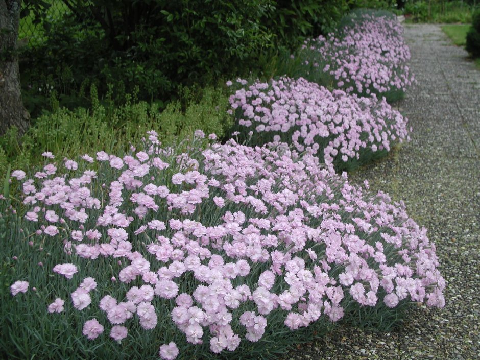 Гвоздика Dianthus plumarius Angel of Virtue