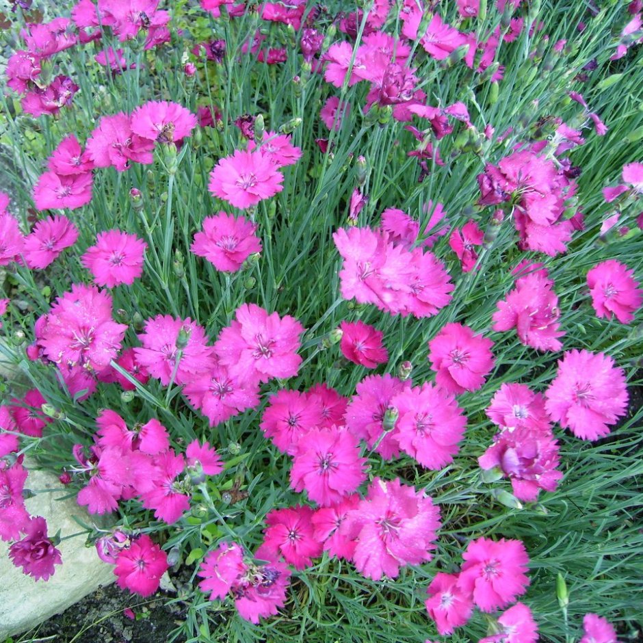 Гвоздика сизая Dianthus gratianopolitanus