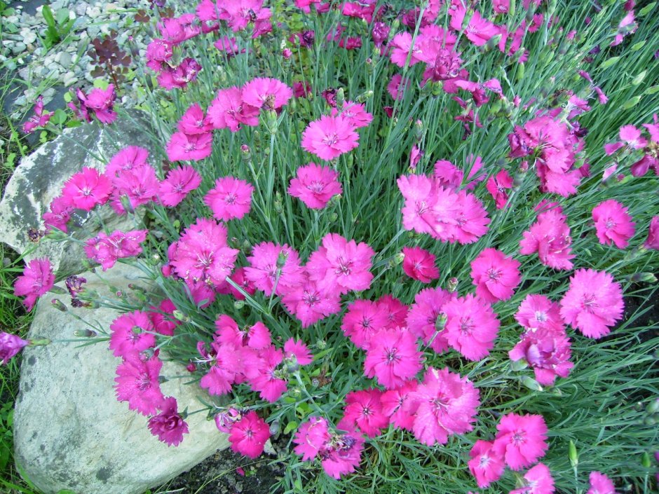 Гвоздика Альпийская Dianthus Alpinus