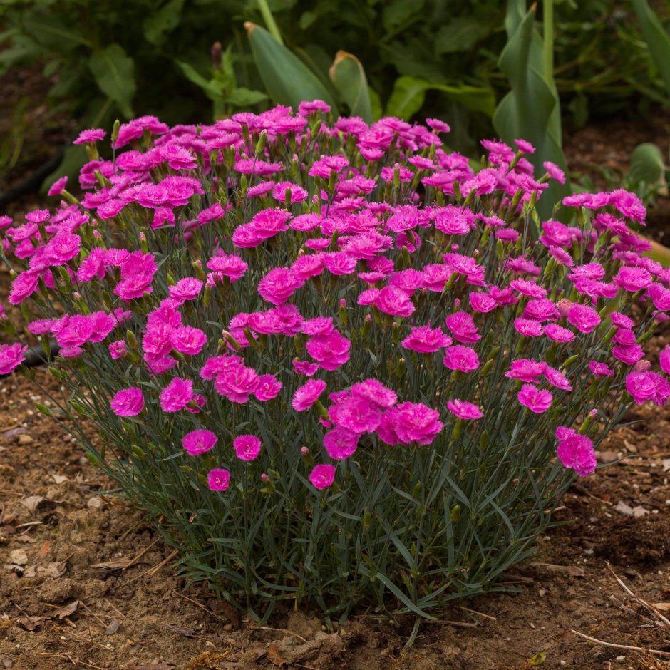 Гвоздика Альпийская Dianthus Alpinus