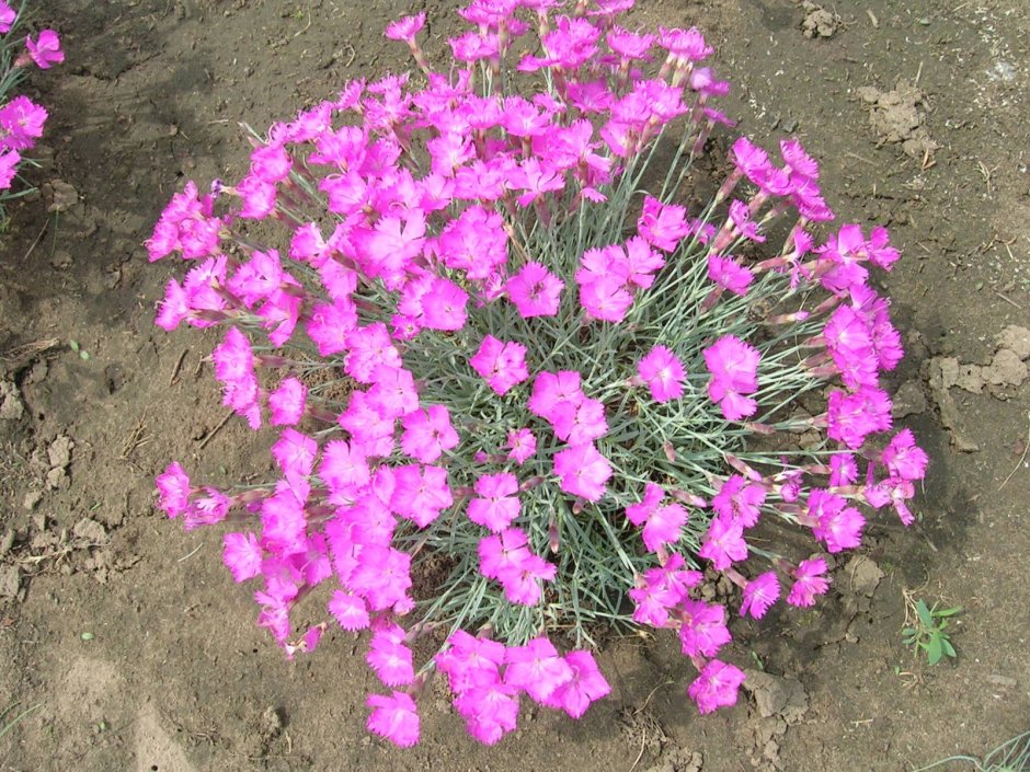 Гвоздика Альпийская Dianthus Alpinus