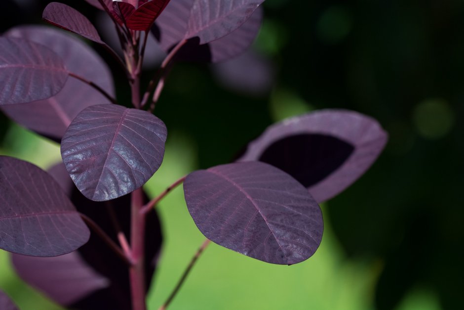 Фикус с фиолетовыми листьями