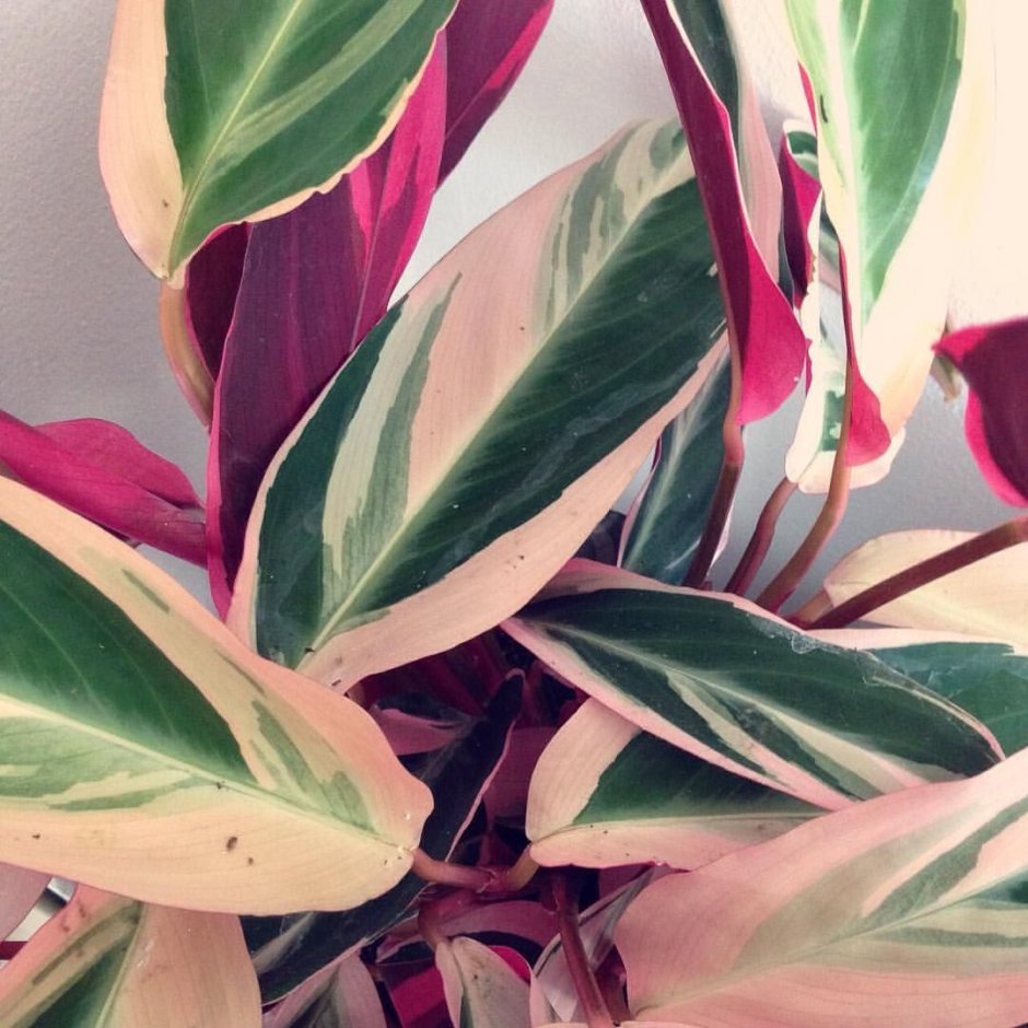 Калатея триостар Calathea Triostar Pink