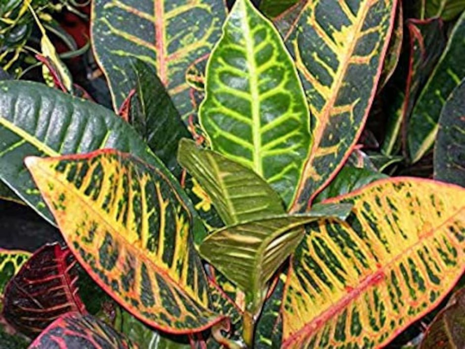 Codiaeum pictum