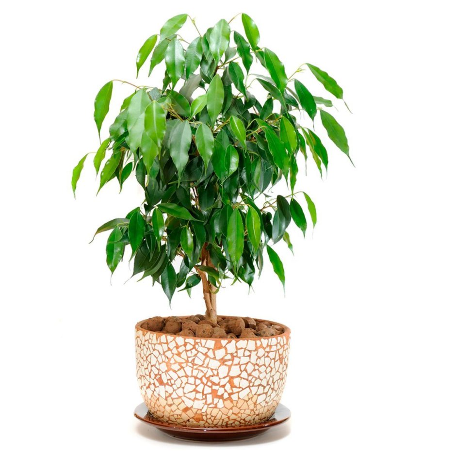 Ficus salicifolia