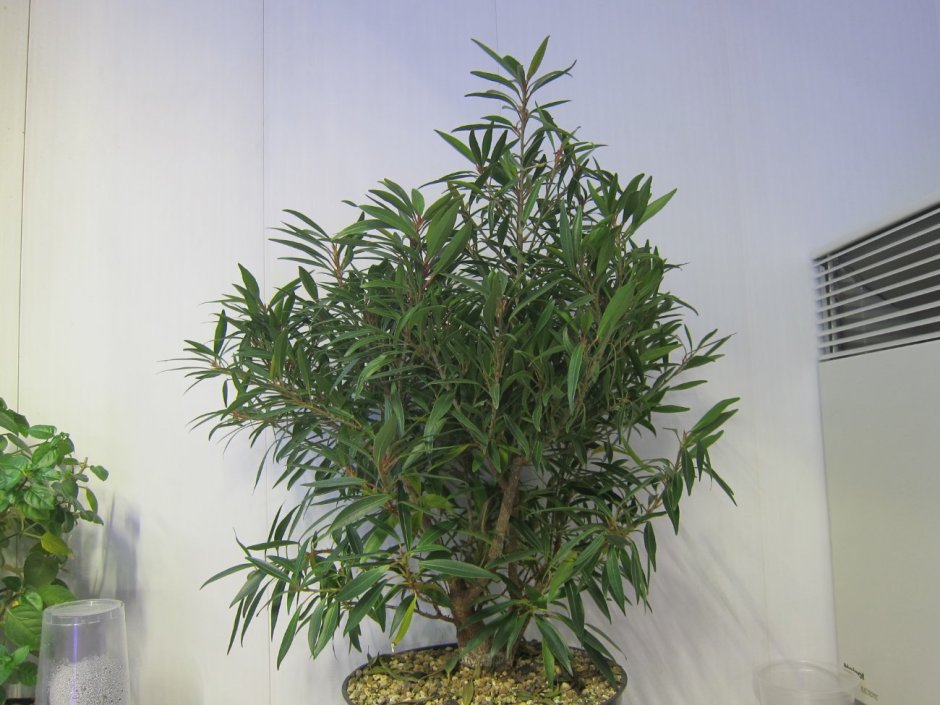 Ficus neriifolia (плакучая форма)