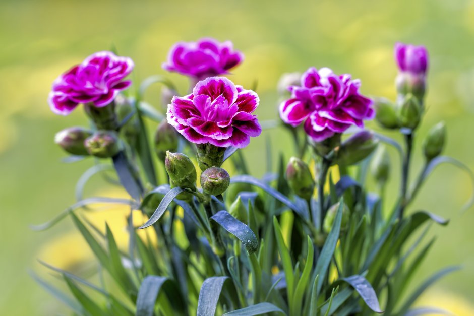 Цветок Dianthus caryophyllus