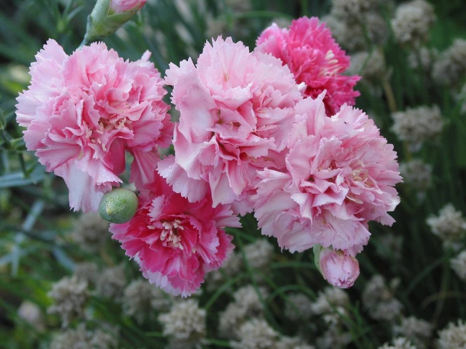 Садовая гвоздика (Dianthus caryophyllus)