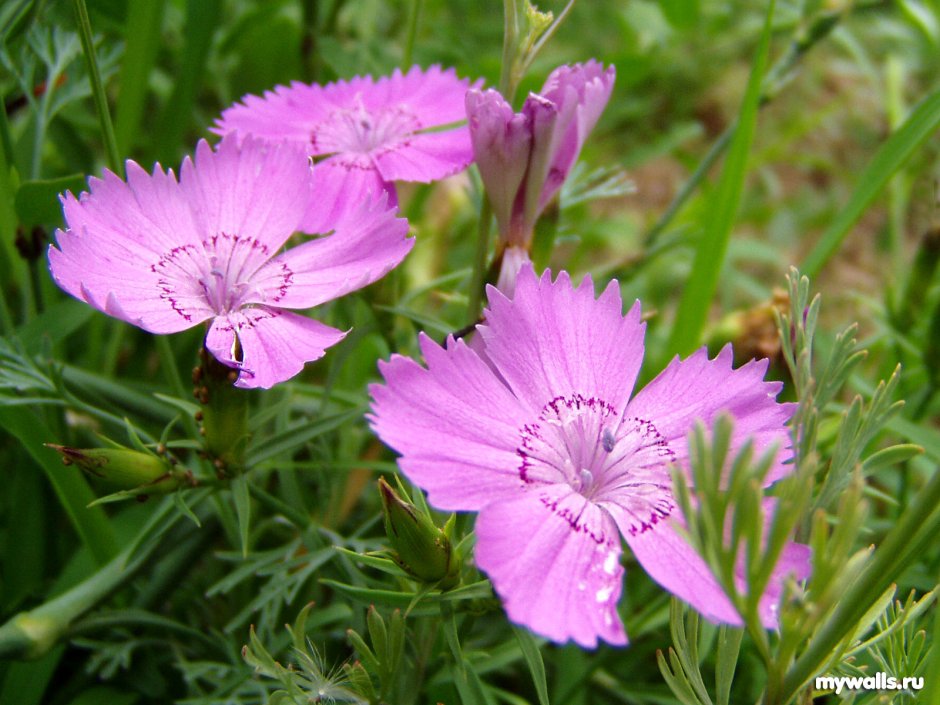 Гвоздика Амурская (Dianthus amurensis)