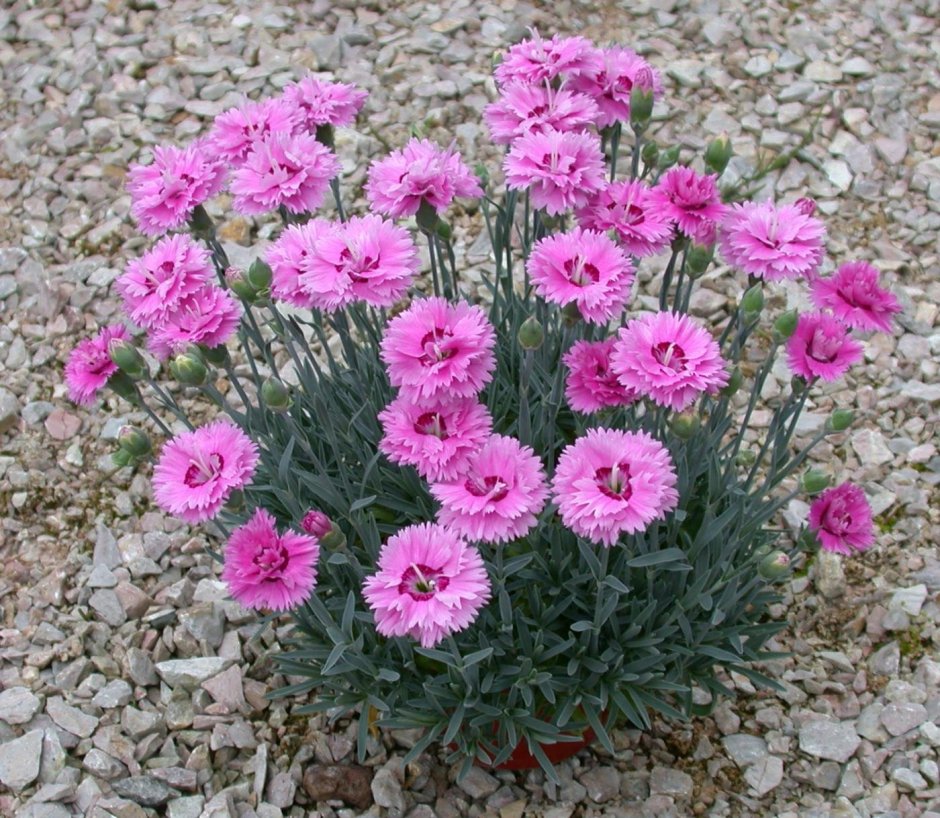 Гвоздика Dianthus Doris