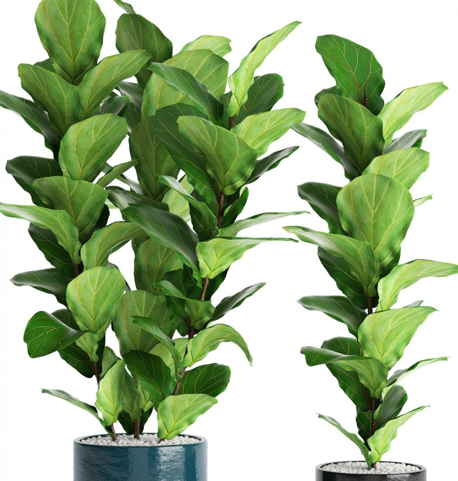 Ficus lyrata Tree