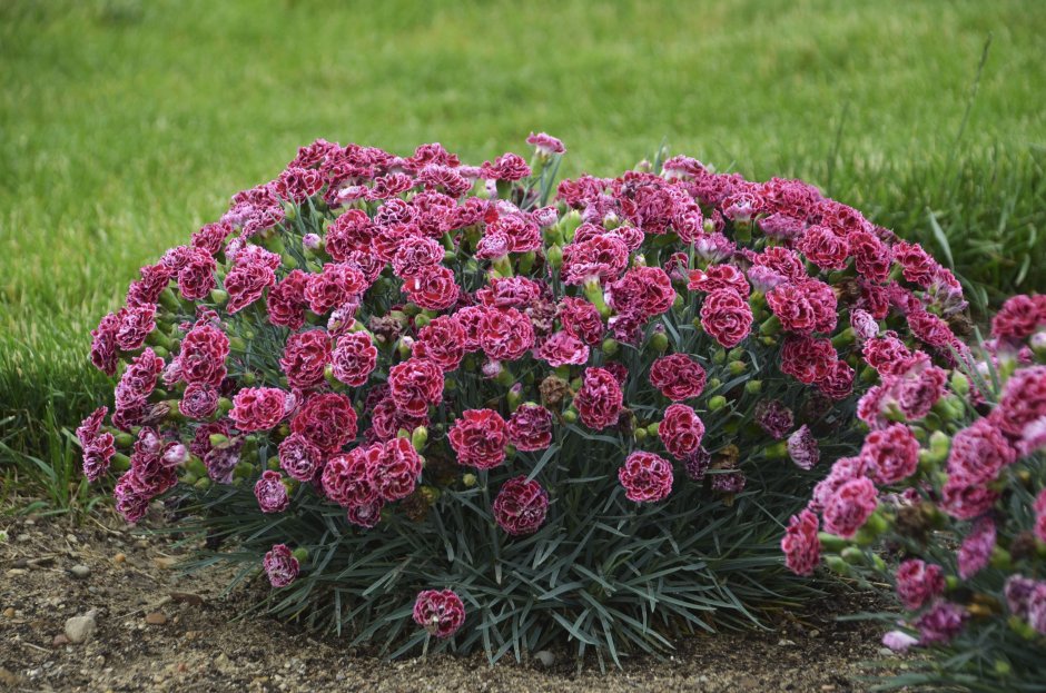 Гвоздика Садовая (Dianthus caryophyllus) "Chabaud"