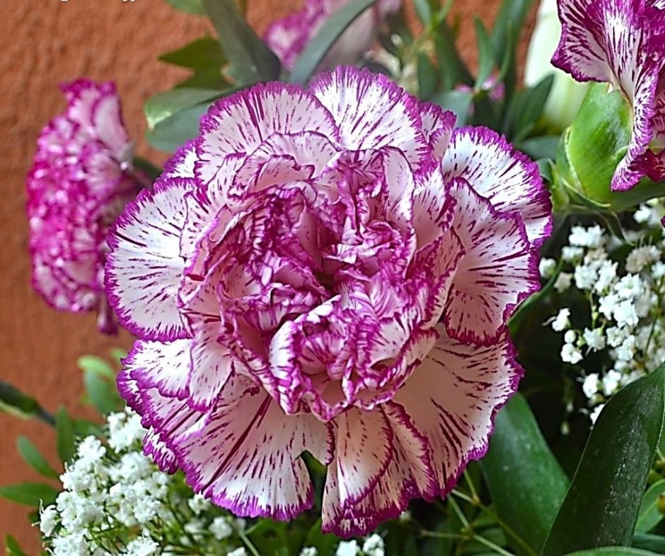 Гвоздика Dianthus caryophyllus