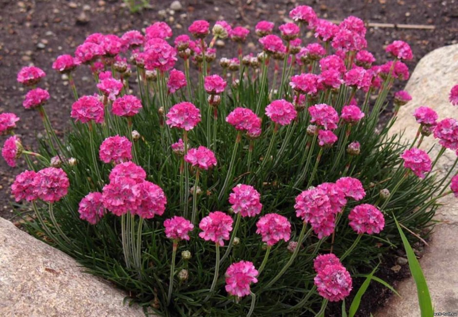 Садовая гвоздика (Dianthus caryophyllus)