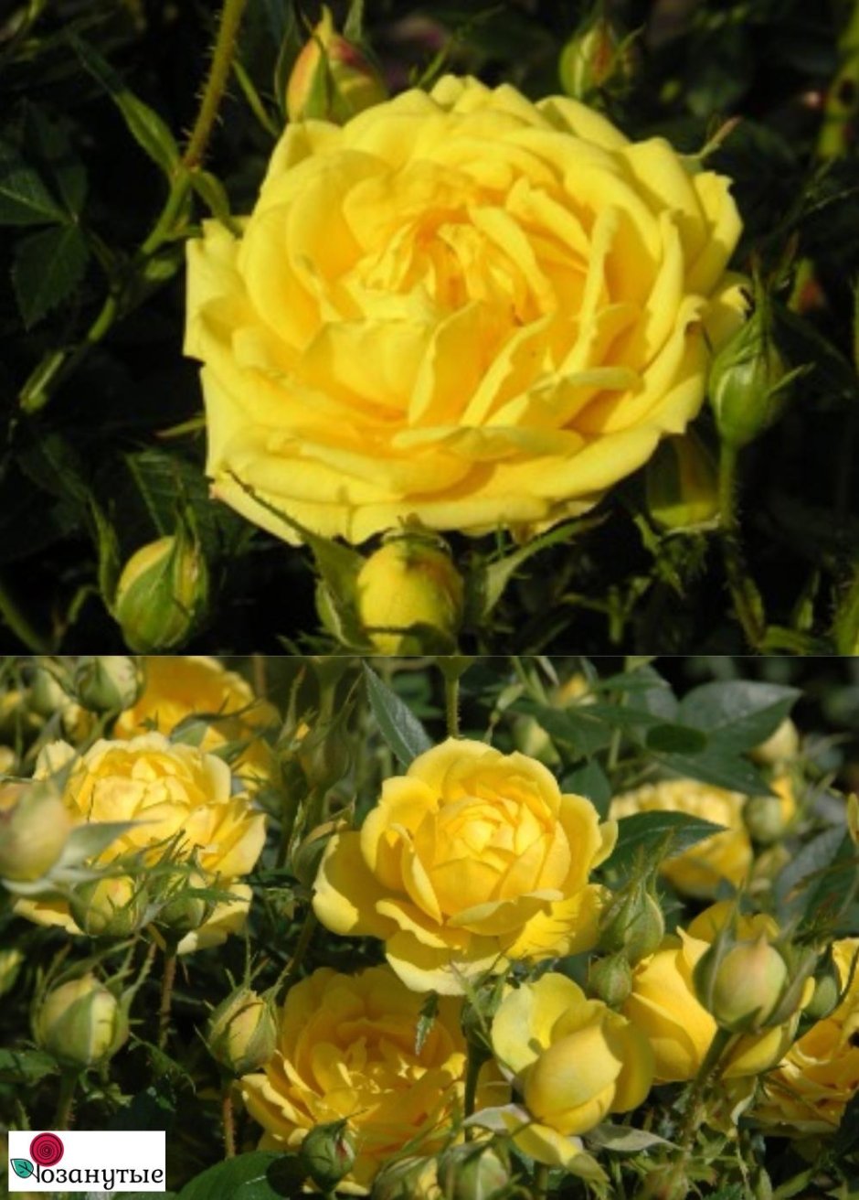 Розалита Rosalita мускусная роза