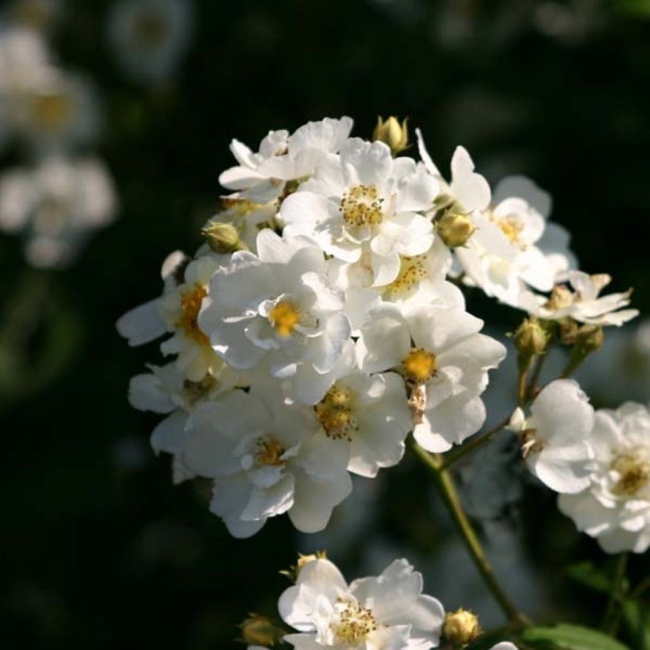 Роза плетистая белая мелкоцветковая