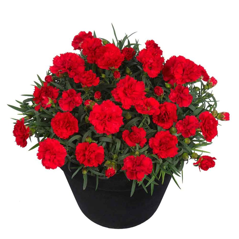 Гвоздика Dianthus Sunflor Red bull