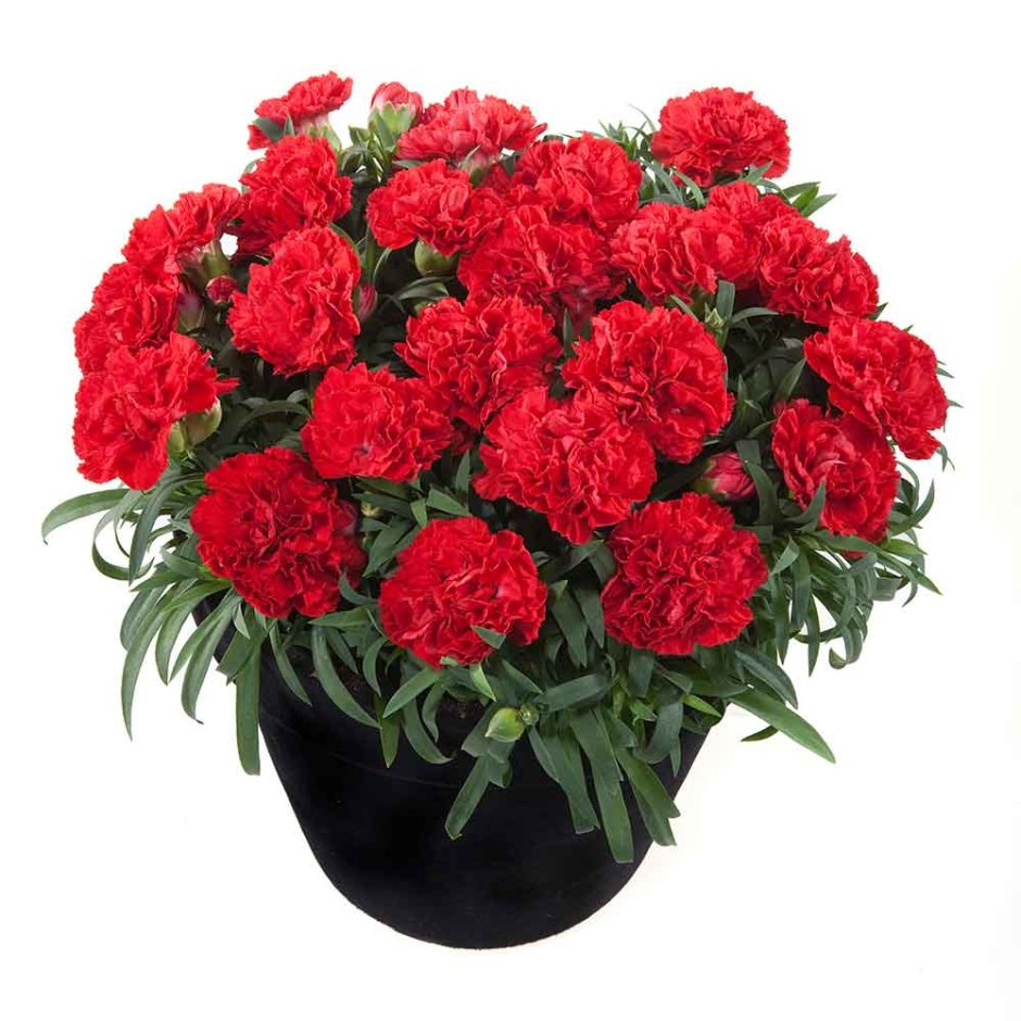 Гвоздика Dianthus Sunflor Red bull