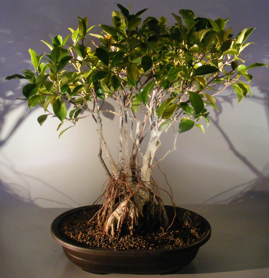 Ficus elastica Leaf isolated