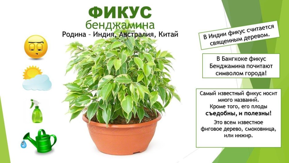 Фикус эластика зелёный