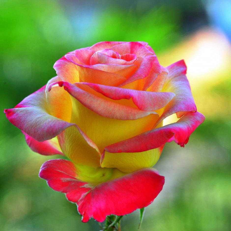 Цветы красивые яркие розы
