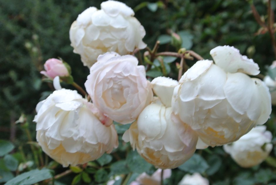 Роза персидский гибрид бебилонг