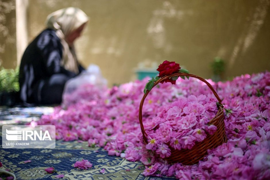 Иранская роза цветок