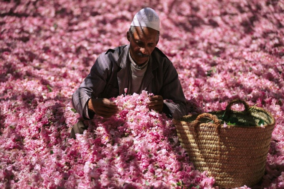 Фестиваль роз в Марокко Эль-Келаа-м Гуна