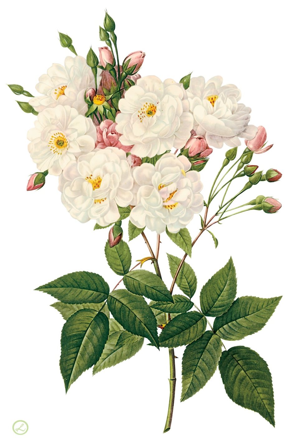 Викторианские рисунки цветов Минимализм