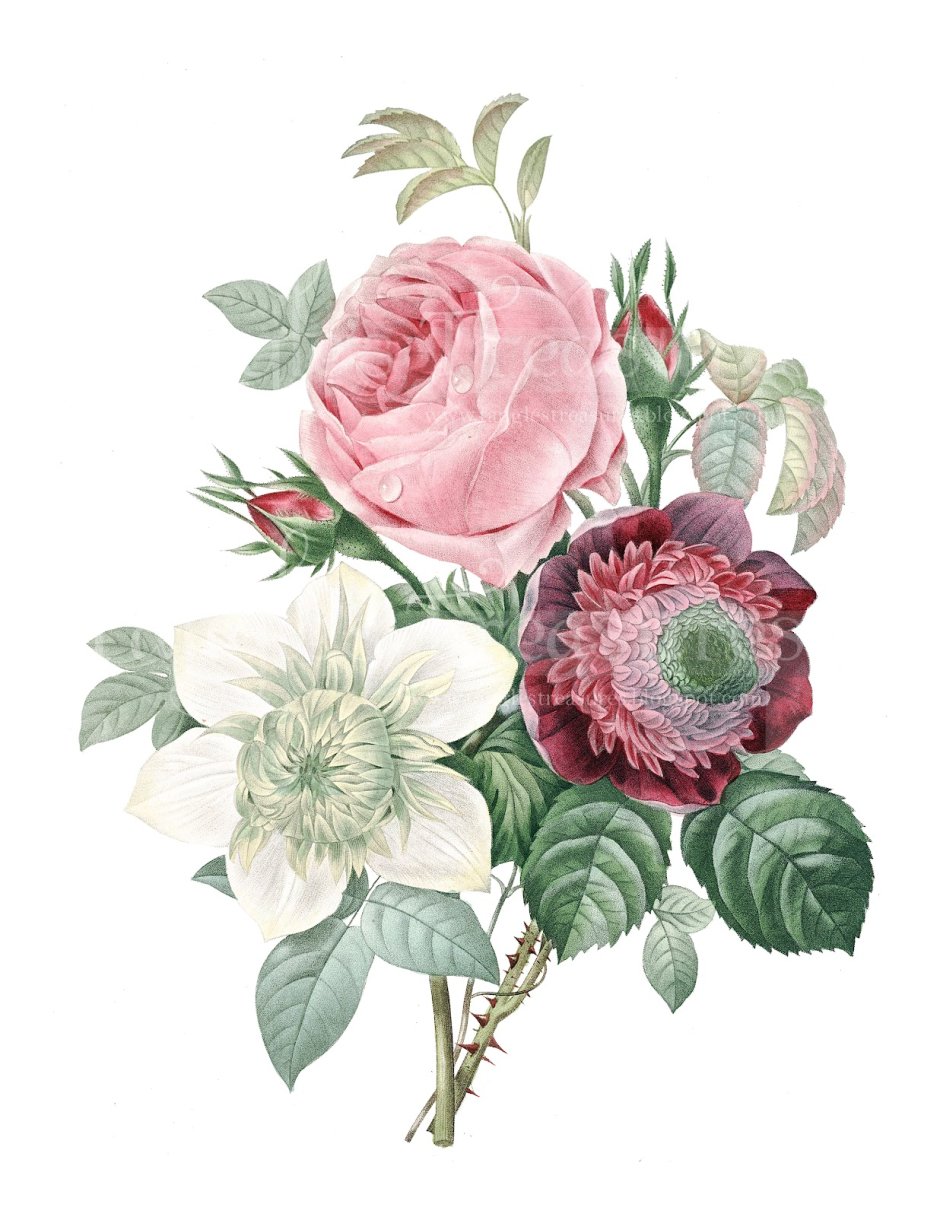 Плакат Rosa Centifolia