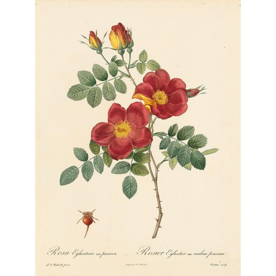 Pierre Joseph Redouté(1759-1840).цветы.