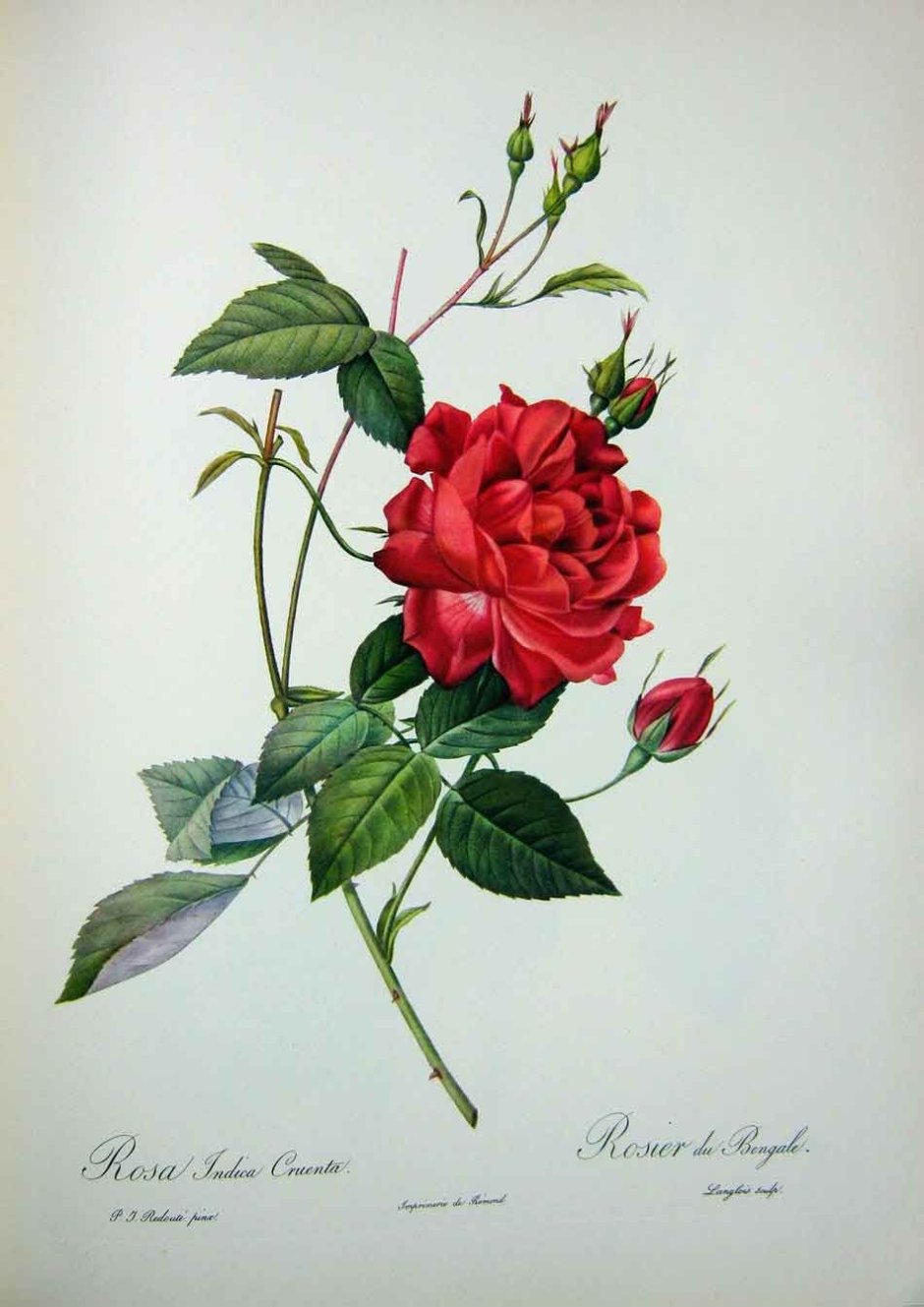 Rosa Centifolia в ботанике