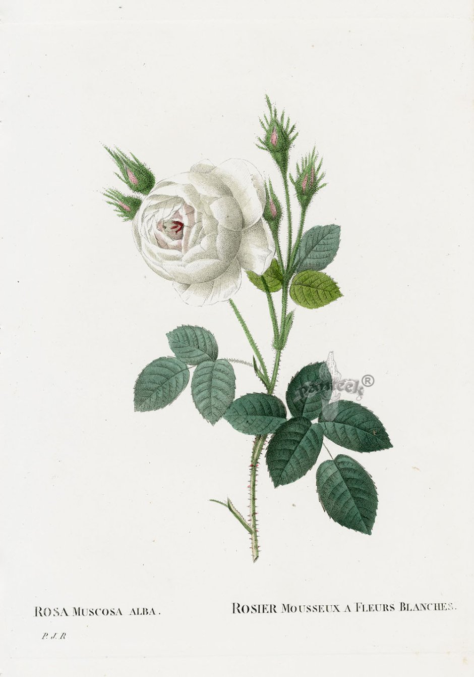 Ботанический атлас роза