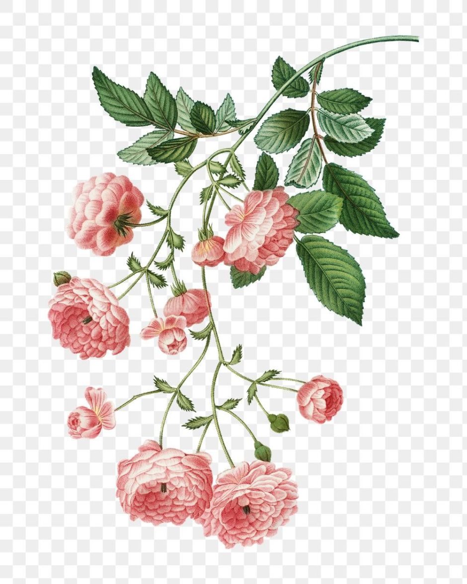Роза Botanical