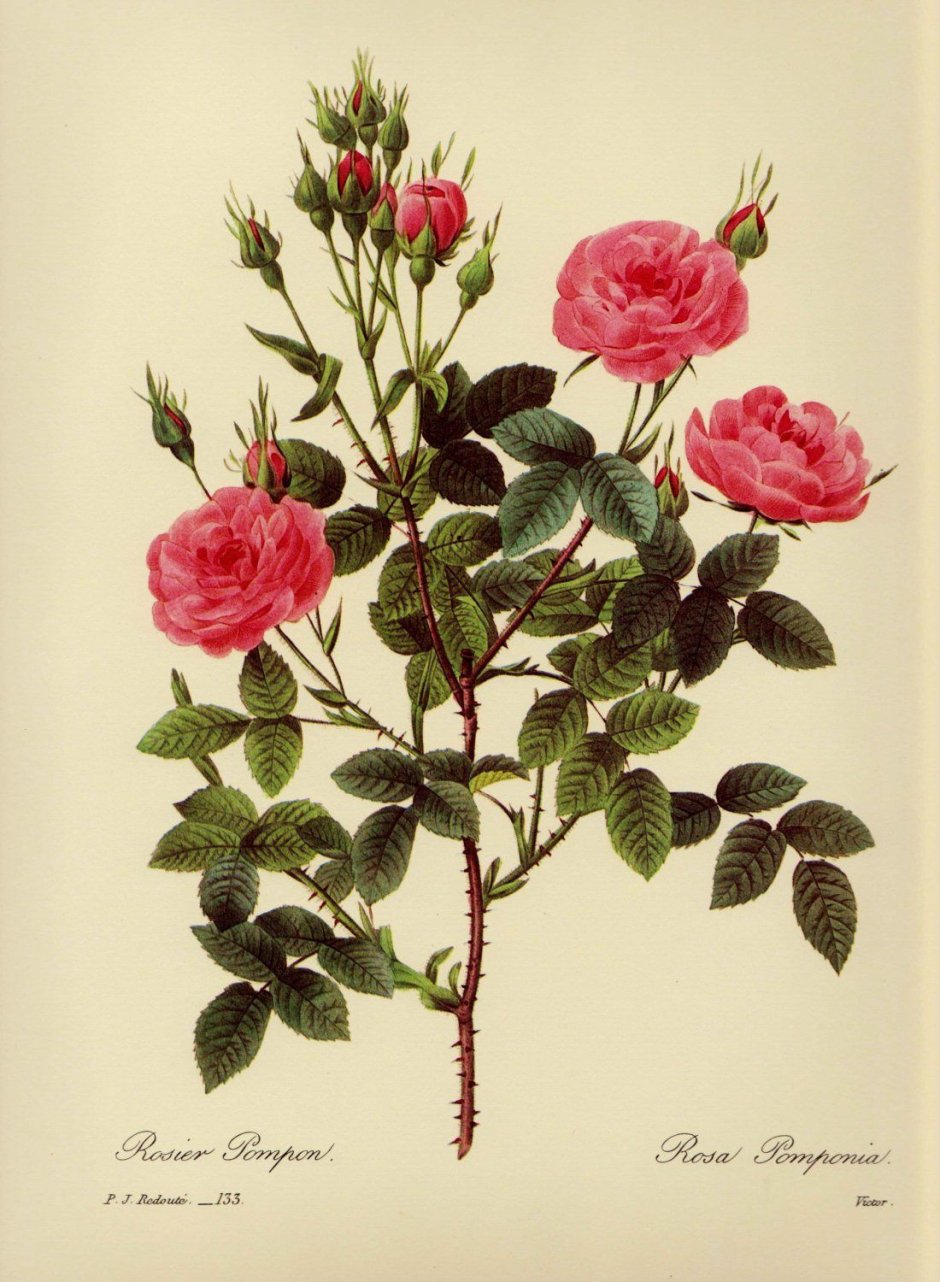 Розы Пьера Жозефа редуте