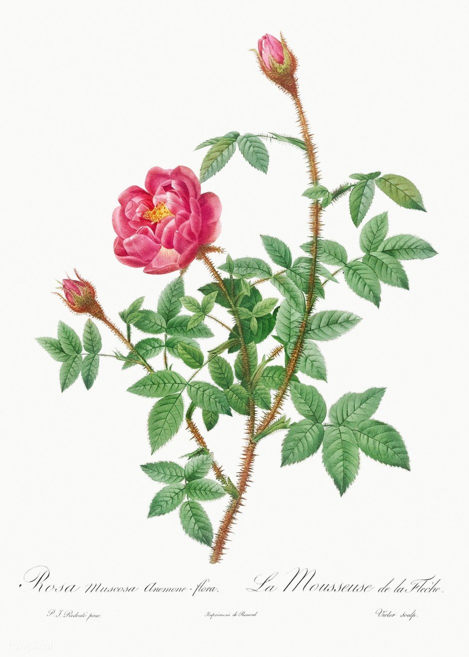 Роза редут