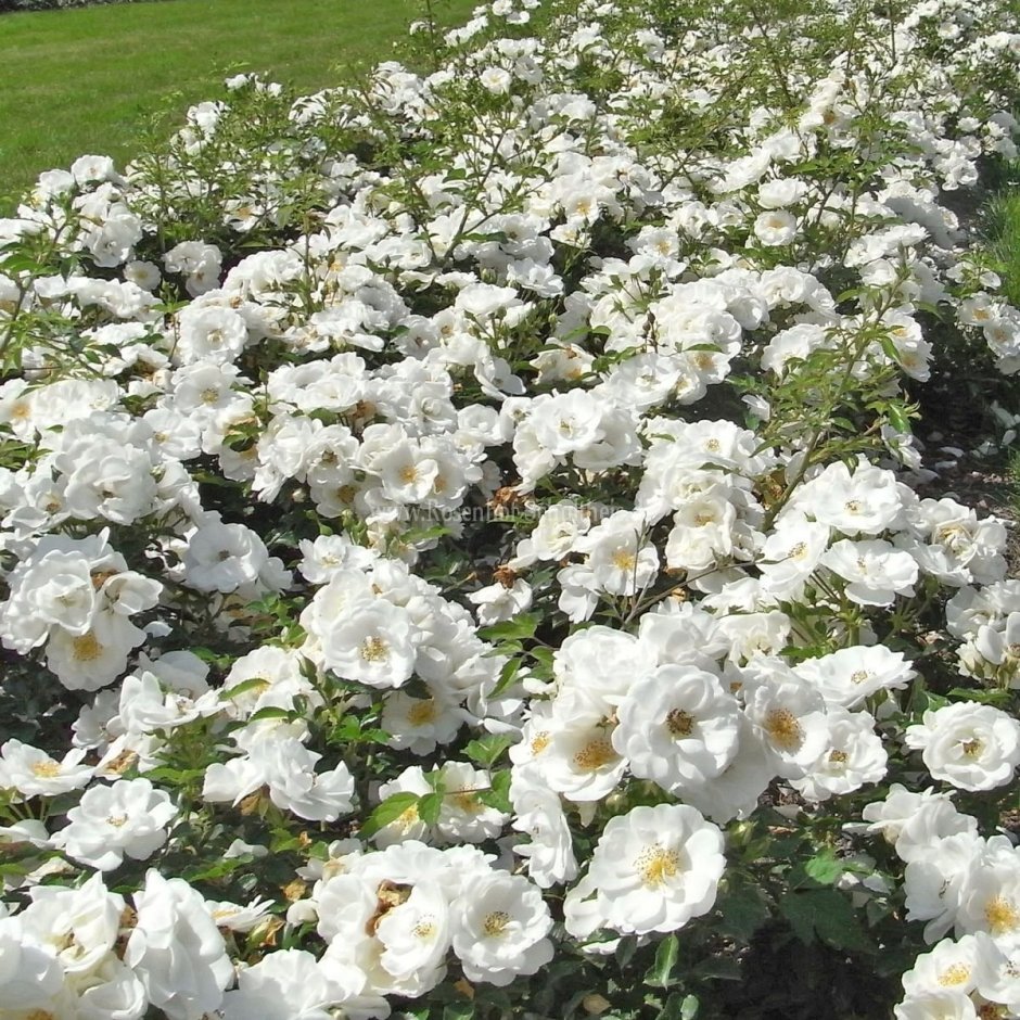 Белая роза Кордес плетистая