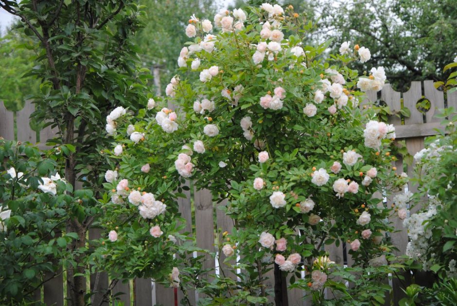 L'Extase caresse de Roses Nina Ricci for women