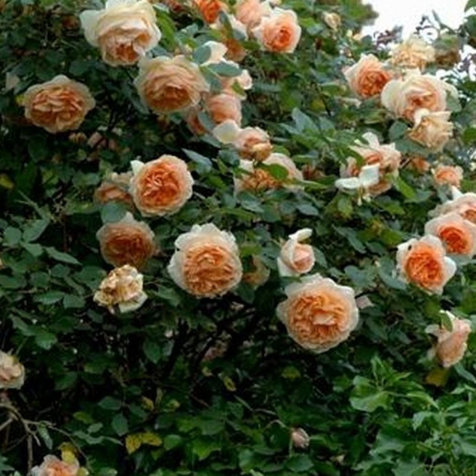 Роза почвопокровная Надя Мейланд