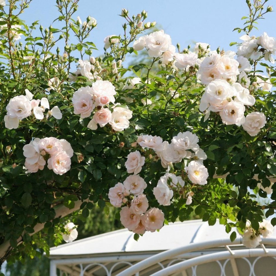Роза флорибунда кустовая