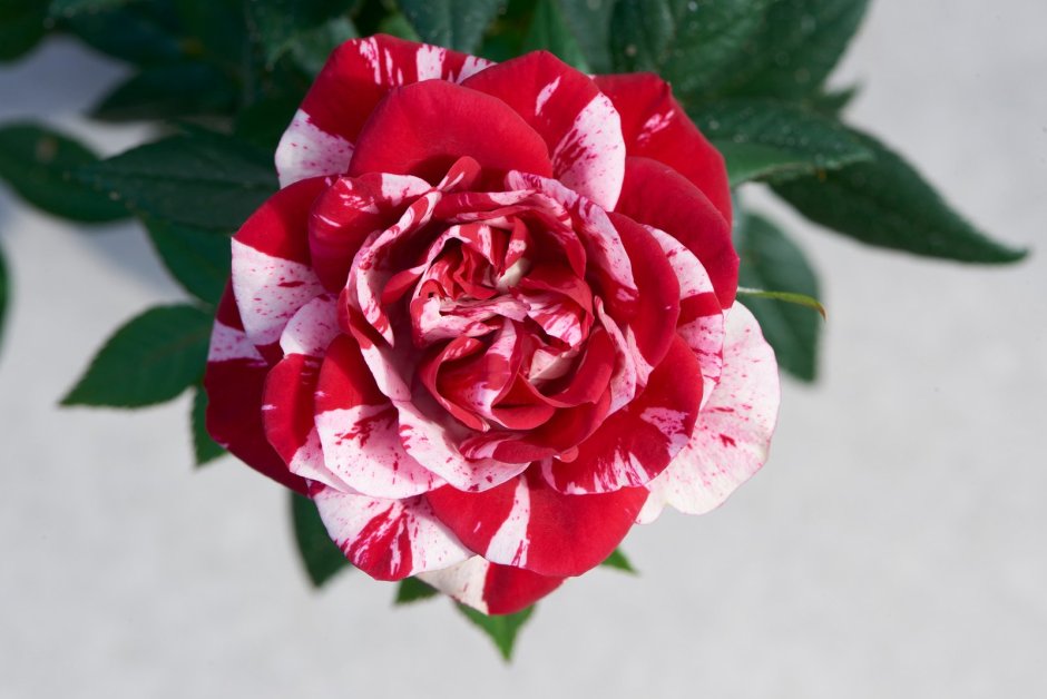 Роза кустовая Сансерре