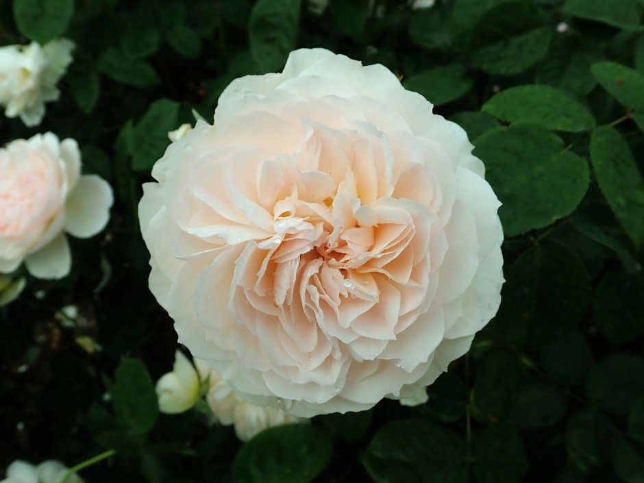 Джентелл трендесетео роза