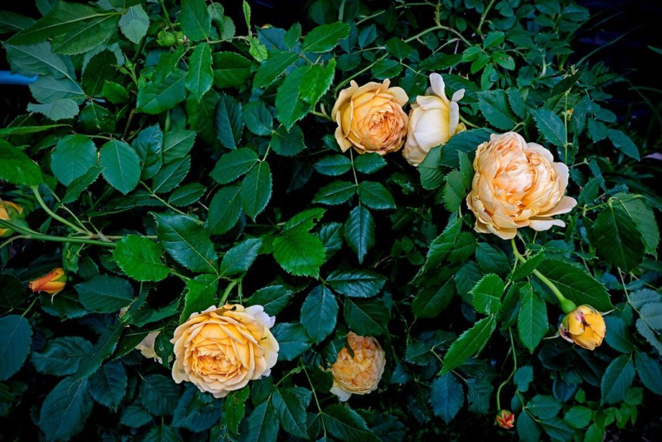 Роза кустовая самерроуз